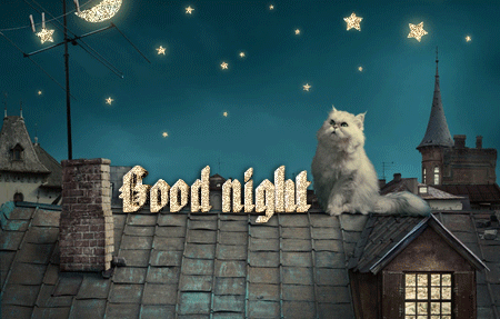 Good Night GIF Cat