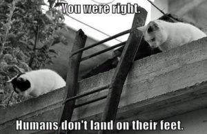 Hilarious White Cat Meme