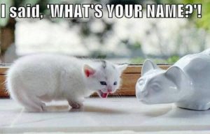 Meme White Cat