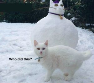 The White Cat Meme