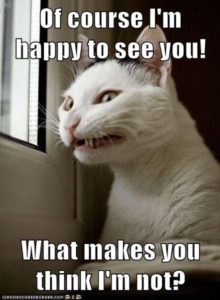 70+ Most Hilarious White Cat Meme & Funny White Cat Images