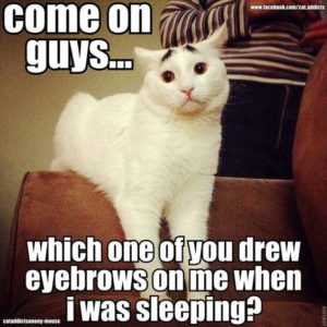Very Funny White Cat Meme