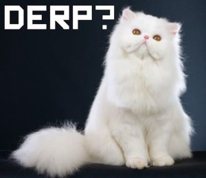 White Cat Kitty Meme