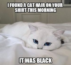 White Cat Meme