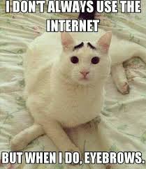 White Cat Meme Images