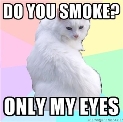 White Cat Meme Pics