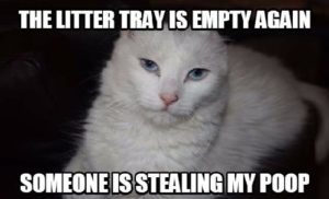 White Cat Meme Pictures
