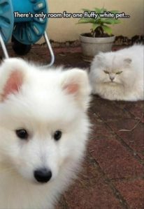 White Fur Cat Meme