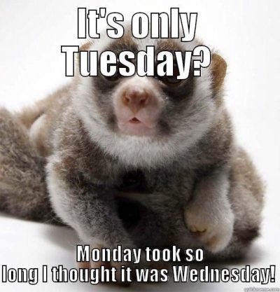 Animal Meme On Tuesday