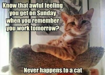 Cat Sunday Memes