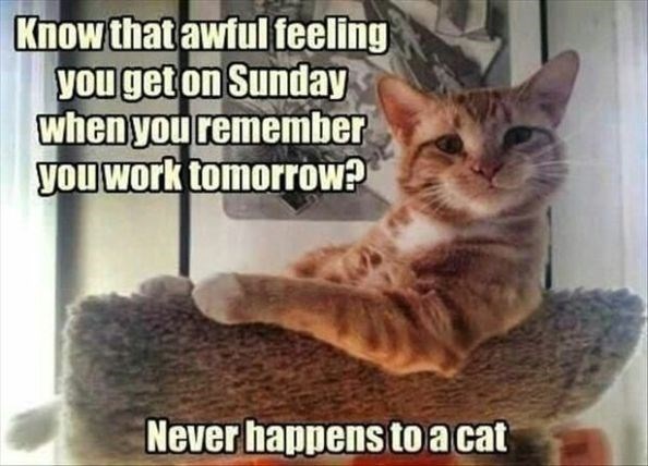 Cat-Sunday-Memes.jpg