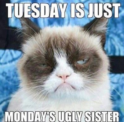 Cat Tuesday Meme