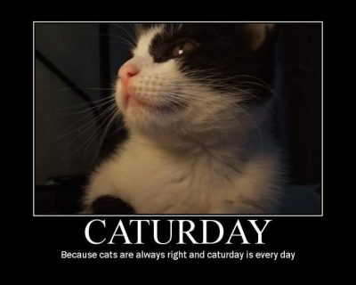 Caturday Memes