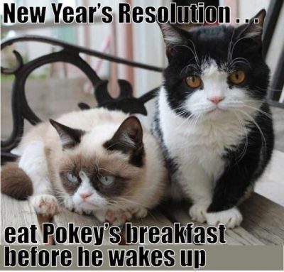 Cute Cat New Year's Resolution Meme