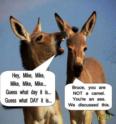 Donkey Hump Day Meme