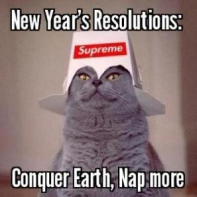 Happy New Year Cat Meme