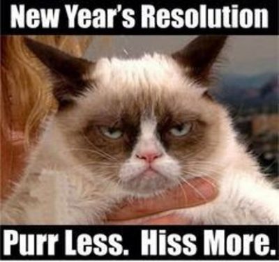 New Year Cat Memes