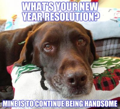 New Year Dog Meme