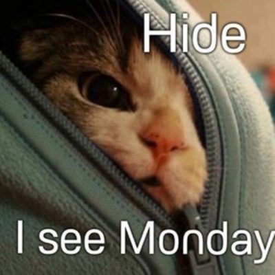 Sunday Cat Memes