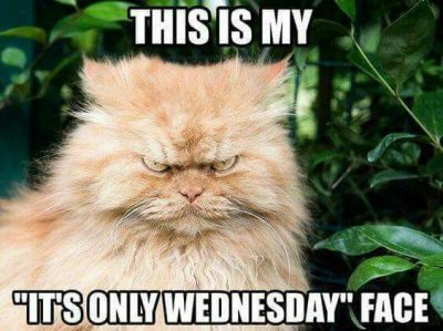 Cat Memes On Wednesday