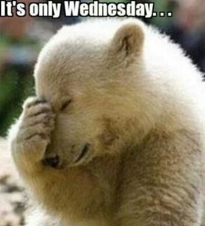 Cute Bear Wednesday Memes