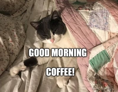 Good Morning Coffee & Cat Meme