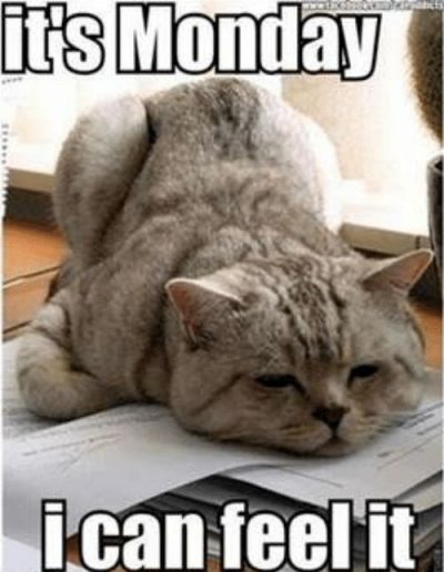 Grumpy Cat Monday Coffee Memes