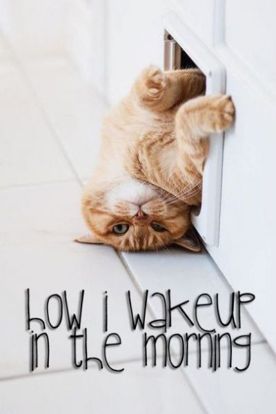 Lazy Cat Meme On Wednesday