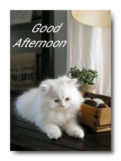 Good Afternoon Wallpaper Cat