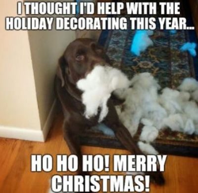 Dog Memes For Christmas