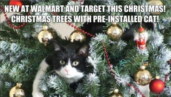 200 Funny Merry Christmas Memes, Images, Jokes and GIF's