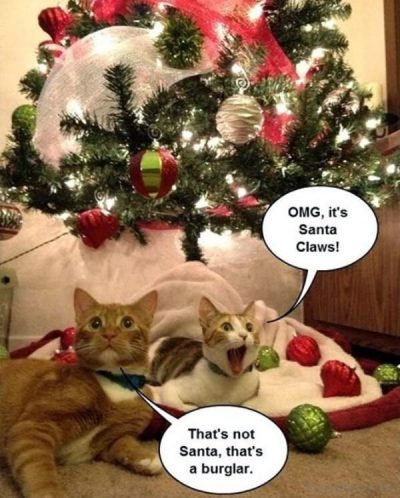 Merry Christmas Cat Memes