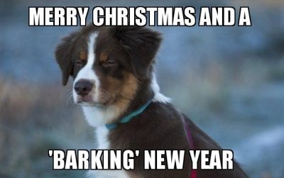 Merry Christmas to Your Dog