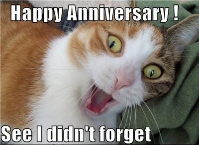 Anniversary Cat Memes
