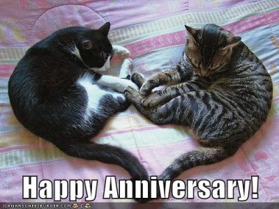 Happy Anniversary Cat Meme