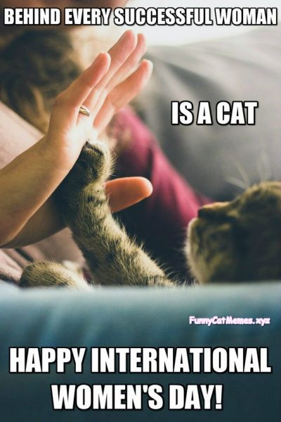 Cat Memes For Women's Day