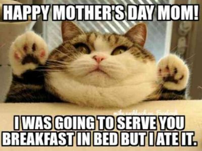 Funniest Cat Memes For Mother's Day