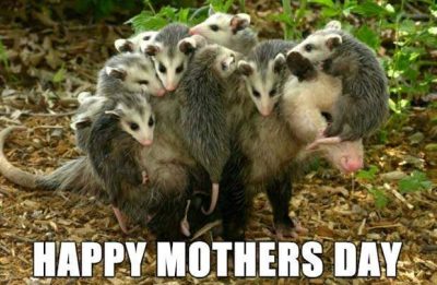 Mother's Day Animal Meme