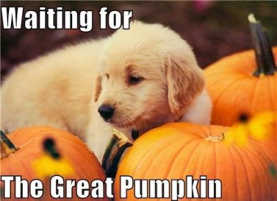 Funny Halloween And Pumpkin Images