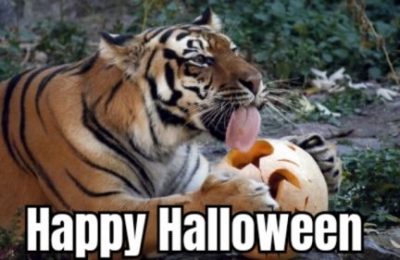 Happy Halloween Animal Meme