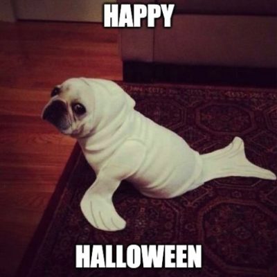 Happy Halloween Dog Meme Picture