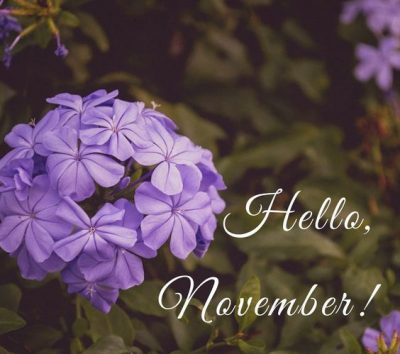 November Flower Pictures