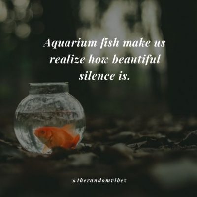 Aquarium Captions