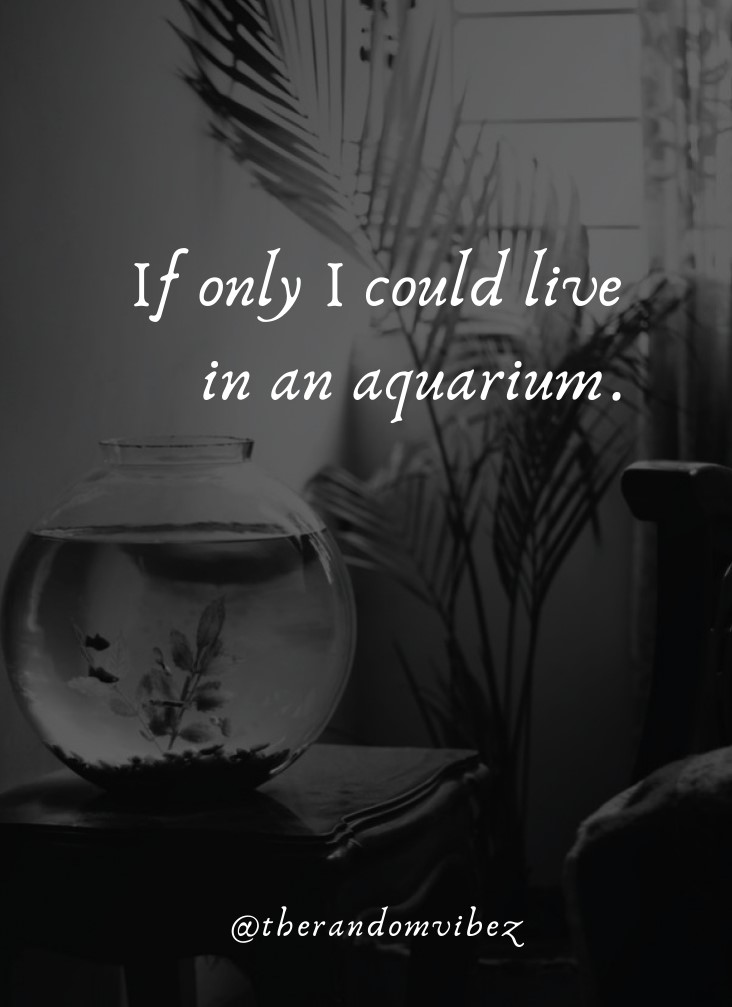 Top 40 Aquarium Quotes And Captions For Your Fish Love The Random Vibez