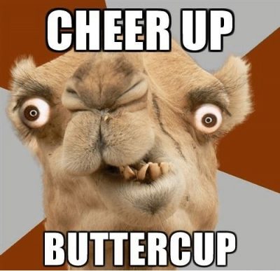 Cheer Up Camel Memes