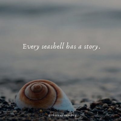 Inspirational Seashell Quotes