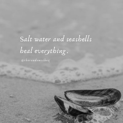 Quotes About Seashells