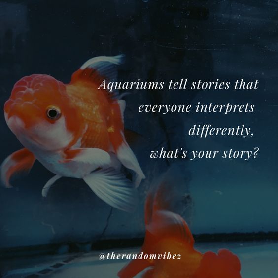 Top 40 Aquarium Quotes And Captions For Your Fish Love The Random Vibez