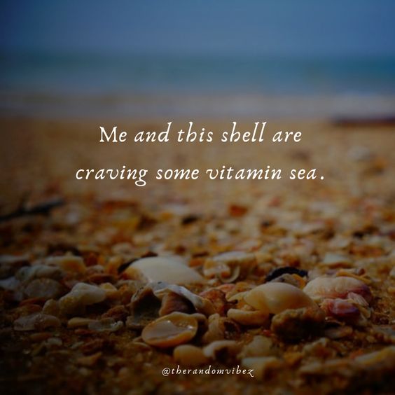50 Seashell Quotes To Refresh Your Beach Memories