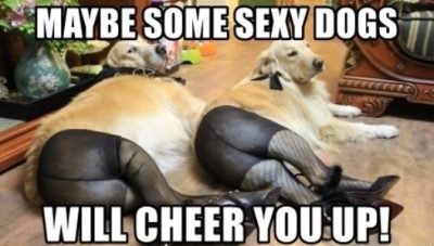 Sexy Dog Meme To Cheer You Up